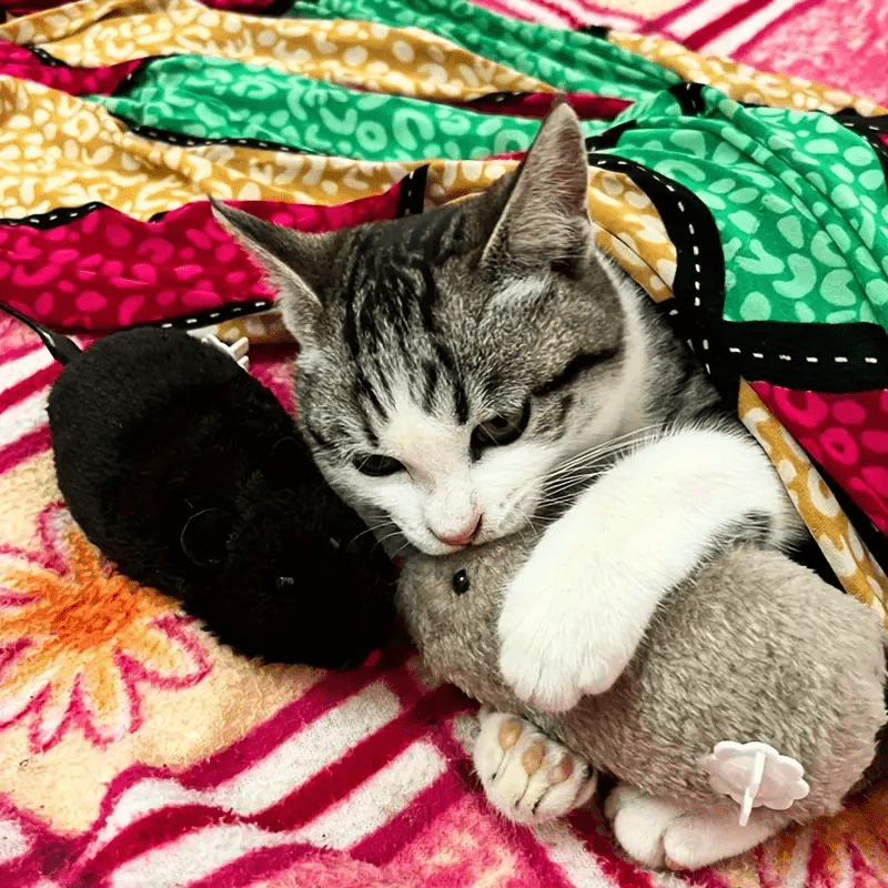 Wind-Up Clockwork Mouse Toy For Cats & Dogs - Durable Plastic, Battery-Free, Interactive Playtime Fun