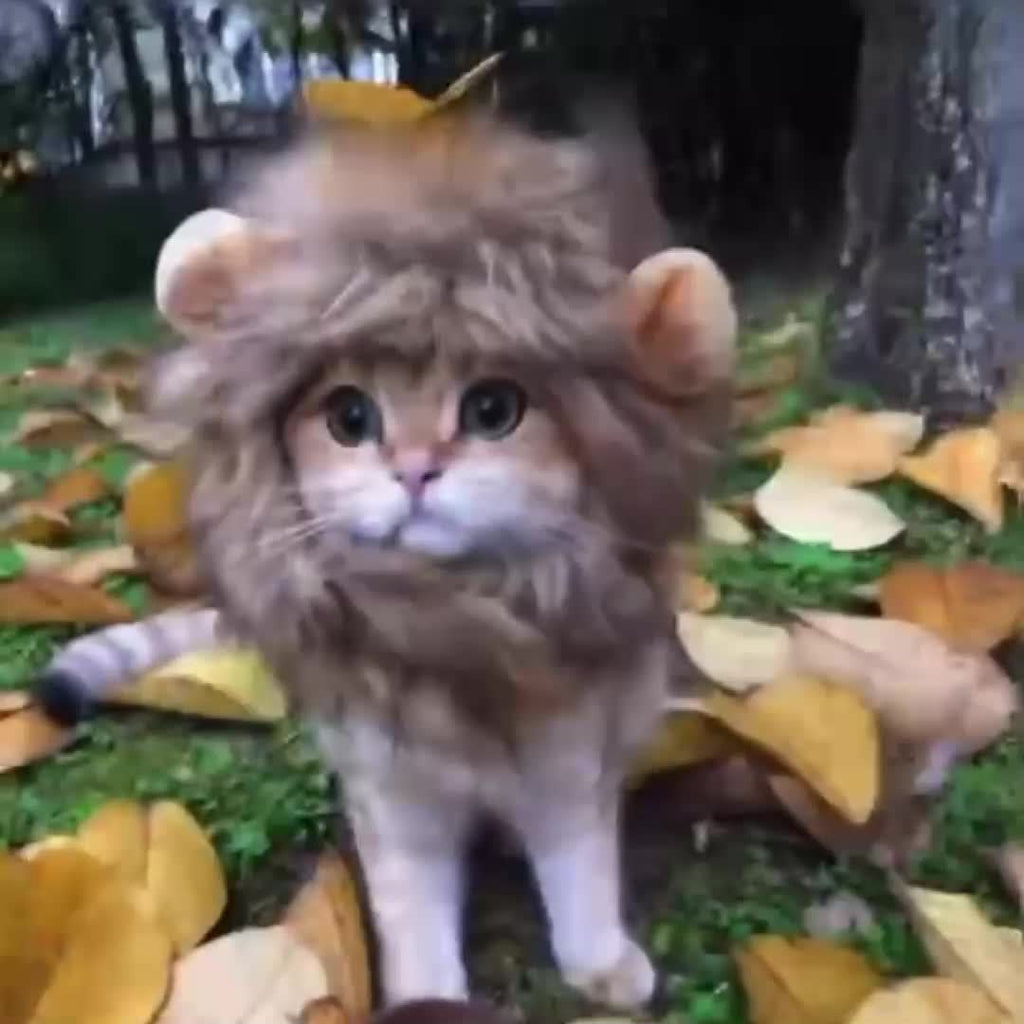 Furry Feline Wig - Soft, Breathable Polyester Pet Costume Accessory with Adorable Ears for Kitty Dress Up, Cosplay, Photo Shoots, and Everyday Play - Comfortable, Durable, and Easy to Clean