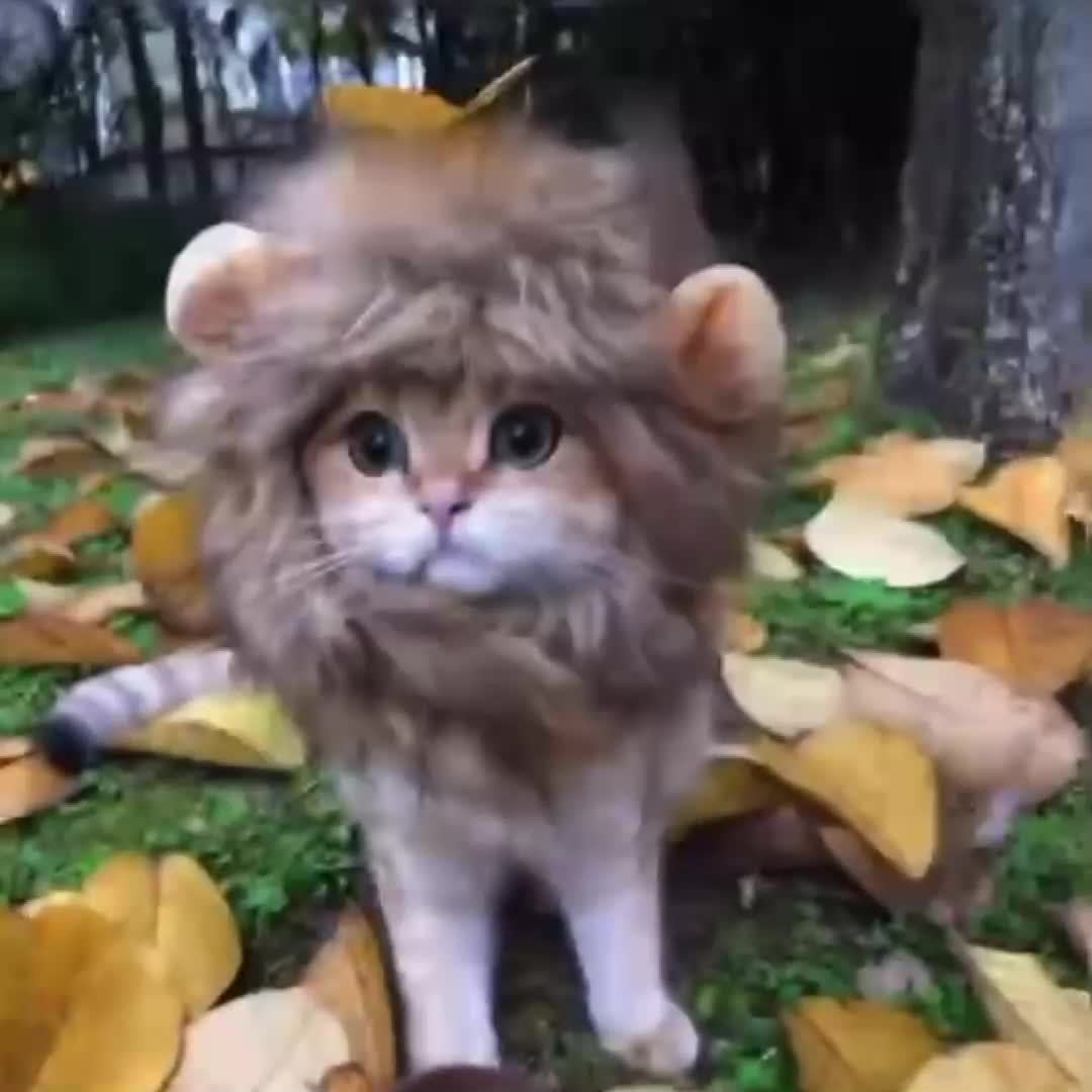 Furry Feline Wig - Soft, Breathable Polyester Pet Costume Accessory with Adorable Ears for Kitty Dress Up, Cosplay, Photo Shoots, and Everyday Play - Comfortable, Durable, and Easy to Clean