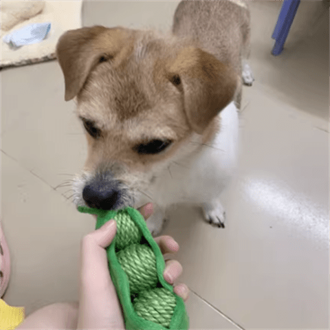 ZEZE Cat Hide-and-seek Toy Kitten Teasing Cat Stick Self Enjoyable Relieve Boredom Sisal Ball Cat Teeth Grinding Pea Toy Ball Supplies
