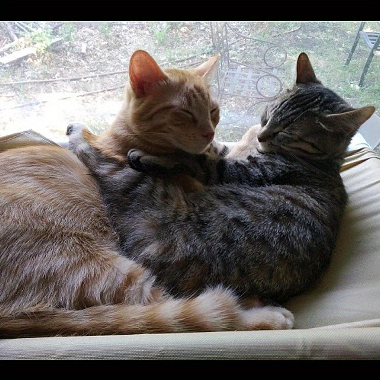 The Purr-fect Cat Window Hammock: A Comfy, Safe, And Washable Bed For Indoor Cats!
