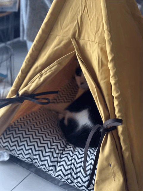 Pet Tent Portable Pet Tents For Small Dogs Or Cats, Puppy Bed Washable Dog Or Cat Houses With Cushion