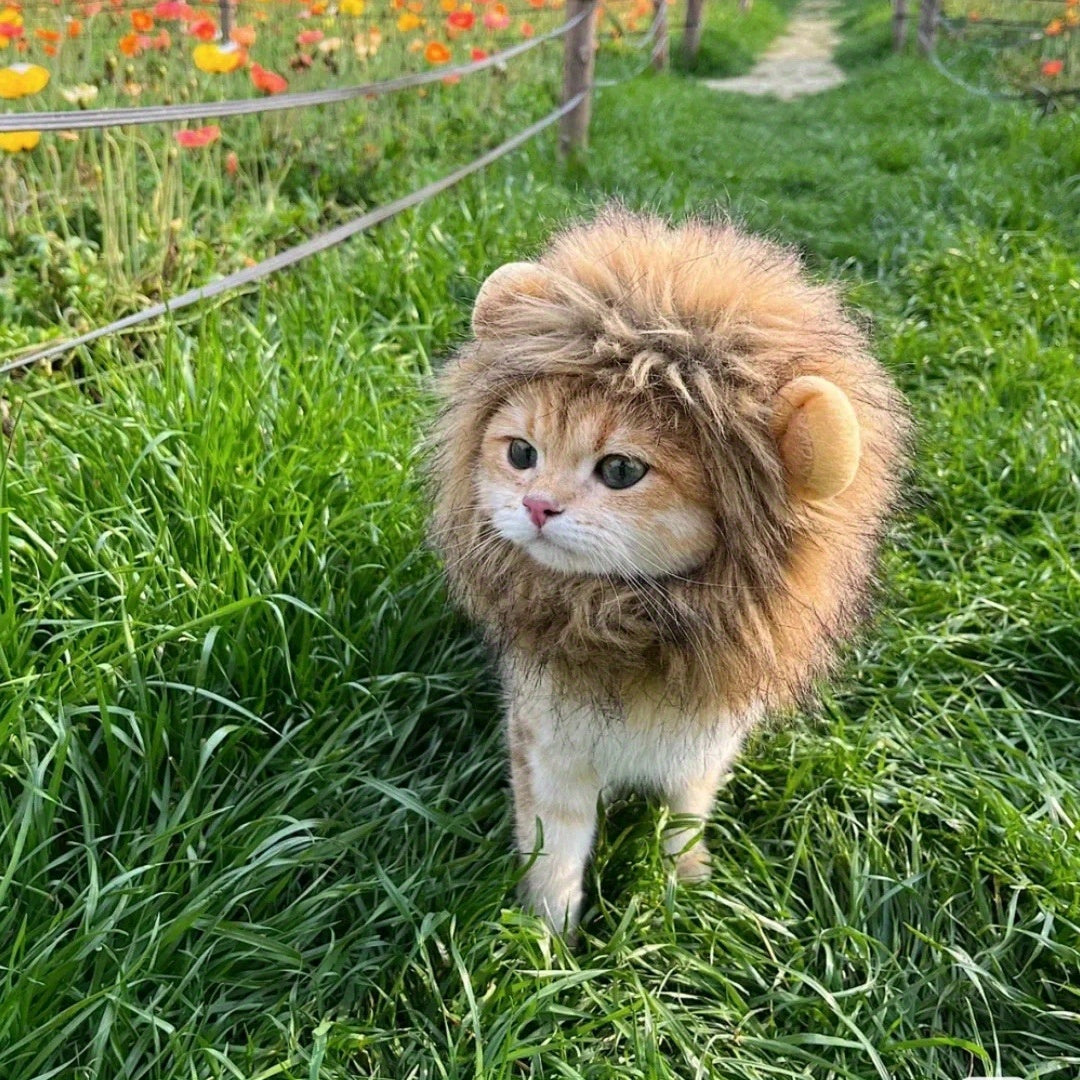 Furry Feline Wig - Soft, Breathable Polyester Pet Costume Accessory with Adorable Ears for Kitty Dress Up, Cosplay, Photo Shoots, and Everyday Play - Comfortable, Durable, and Easy to Clean